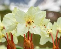 Know Your Remedies: Rhododendron Chrysanthum (Rhod.) 6