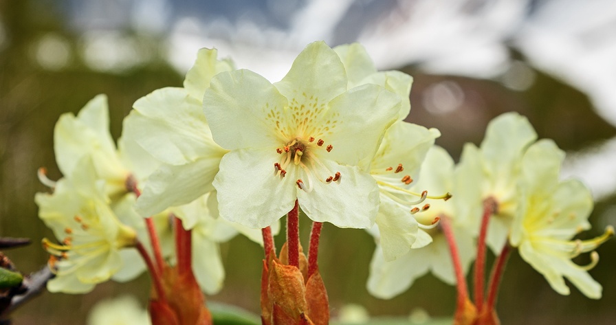 Know Your Remedies: Rhododendron Chrysanthum (Rhod.) 2