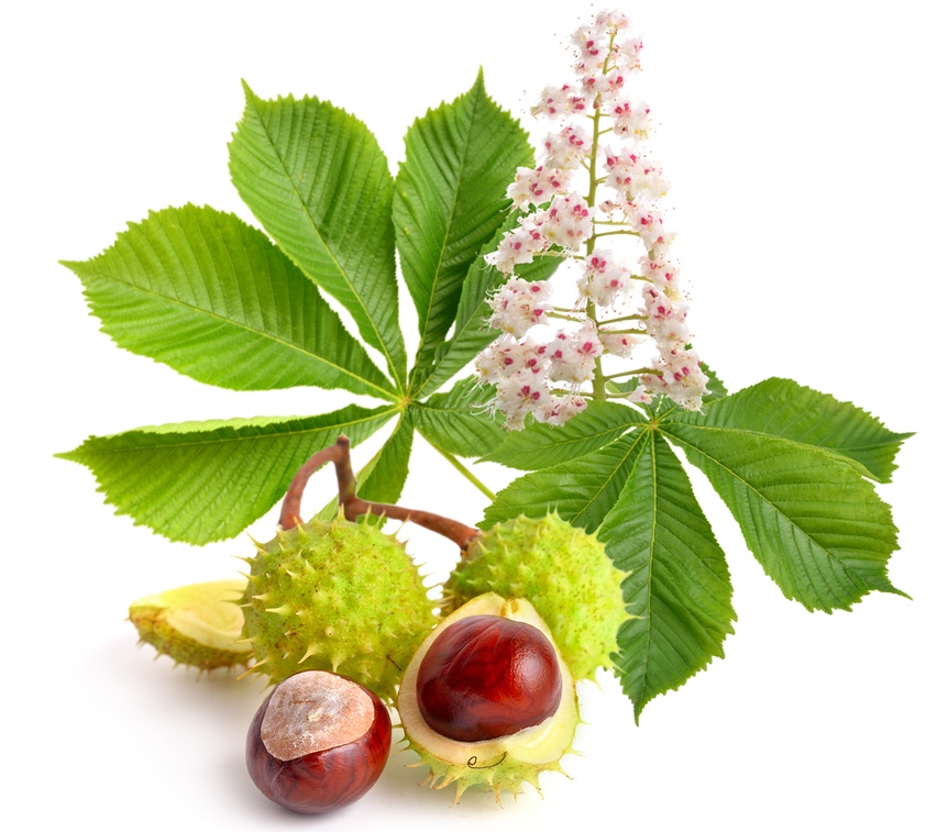 Know Your Remedies: Aesculus hippocastanum (Aesc.) 2