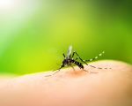 Dengue Fever 1 Identification of Preventative Remedy for Dengue Outbreak Identification of Preventative Remedy for Dengue Outbreak 1