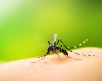 Identification of Preventative Remedy for Dengue Outbreak 2
