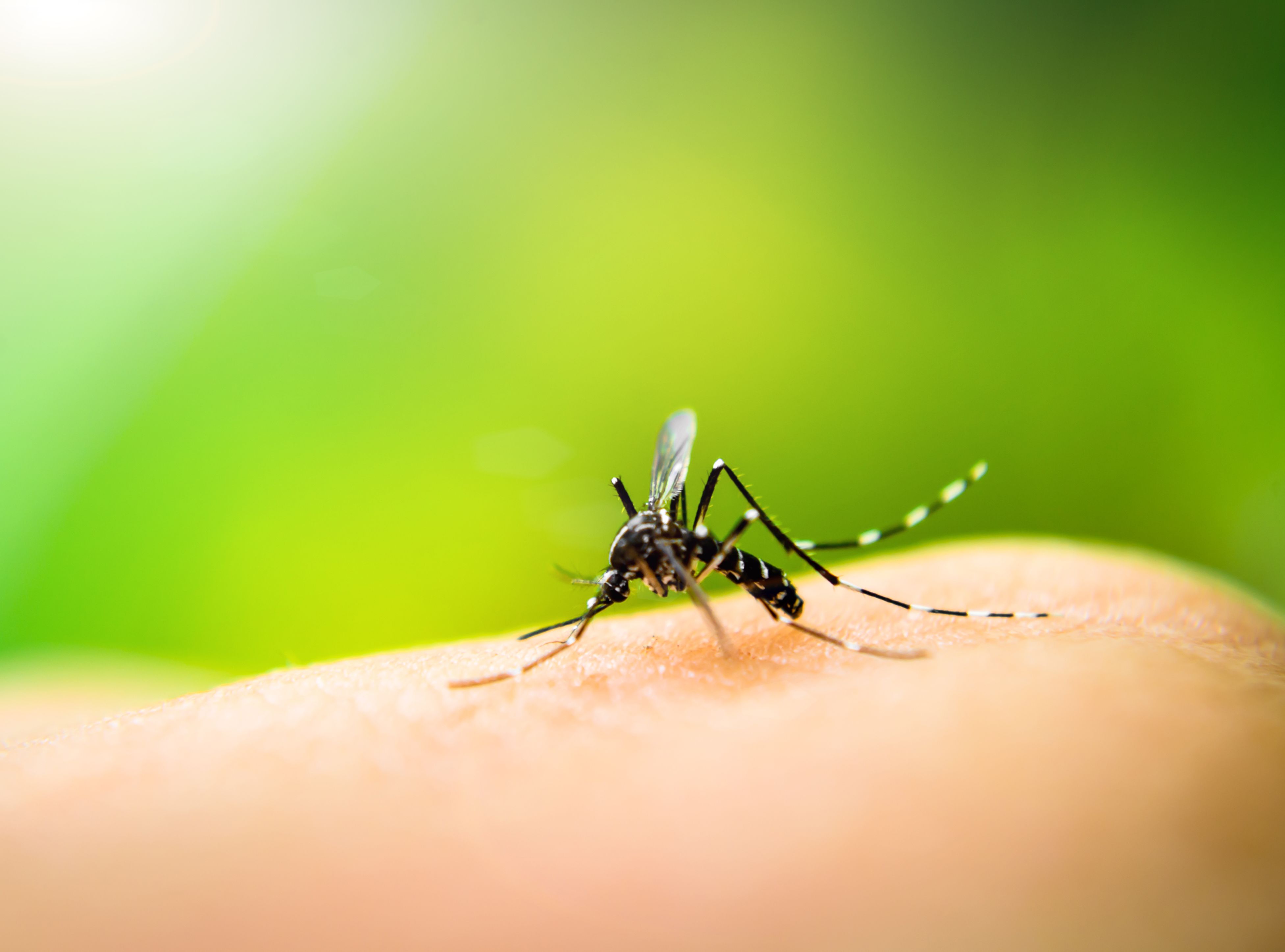 Identification of Preventative Remedy for Dengue Outbreak 1