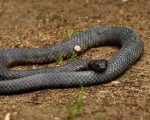 Snake Snake-bite Homeopathy Snake-bite Homeopathy 1
