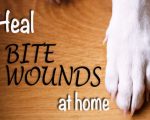 Bites Homeopathy for Animal Bites Homeopathy for Animal Bites 1