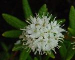 Ledum palustre 275x300 Ledum Palustre for a Lucky Goat Ledum Palustre for a Lucky Goat 1