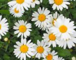 Bellis perennis 1 Know Your Remedies: Bellis Perennis (Bell-p.) Know Your Remedies: Bellis Perennis (Bell-p.) 1