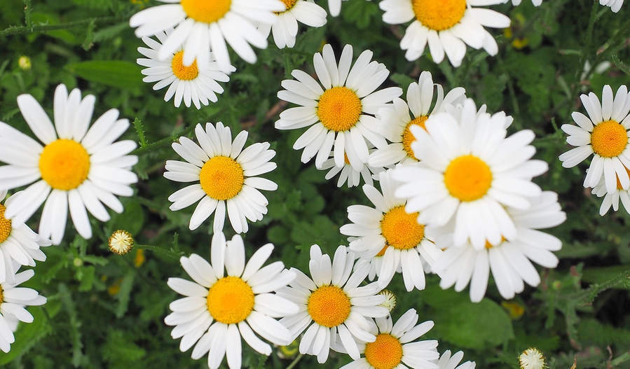 Know Your Remedies Bellis Perennis Bell P Homeopathy Plus