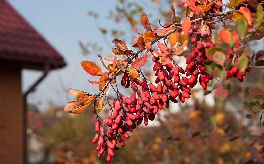 Know Your Remedies: Berberis Vulgaris (Berb.) 2