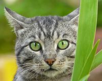 Homeopathic Help for Cats 1