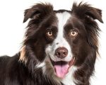 Dog Cropped Know Your Remedies: Lac Caninum (Lac-C.) Know Your Remedies: Lac Caninum (Lac-C.) 1