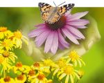 Plants Healing Plants with Homeopathy Healing Plants with Homeopathy 1