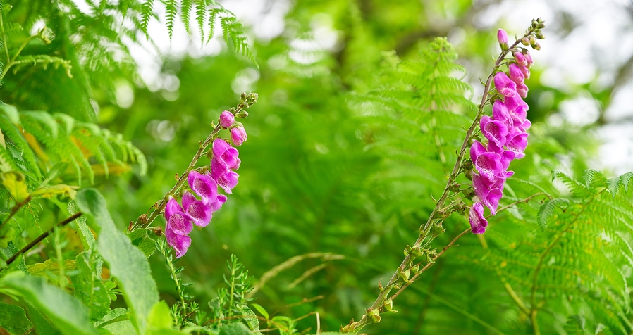 Know Your Remedies: Digitalis Purpurea (Dig.) 2