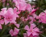 Oleander 1 Know Your Remedies: Oleander (Olnd.) Know Your Remedies: Oleander (Olnd.) 1