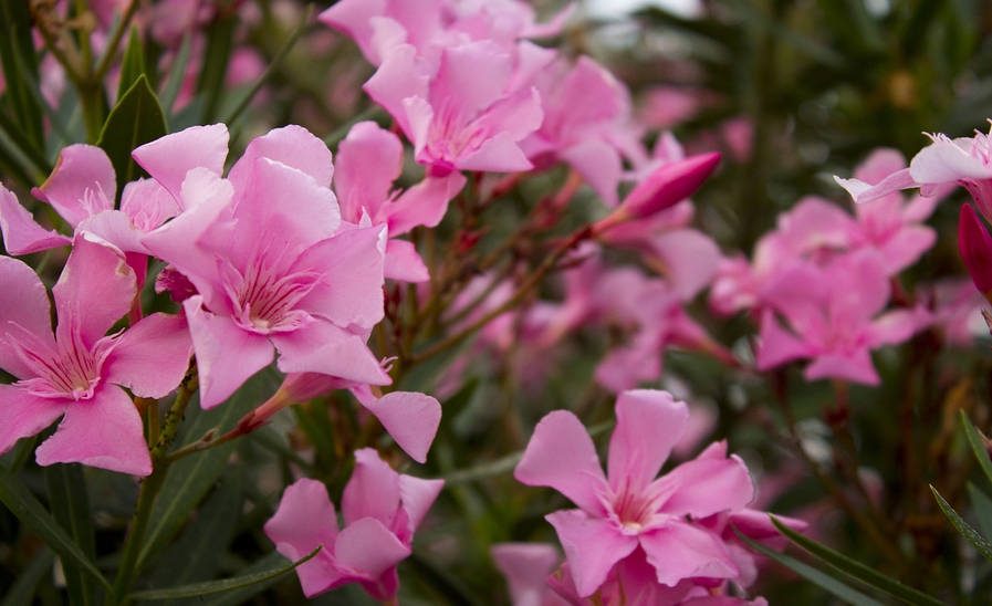 Know Your Remedies: Oleander (Olnd.) 2