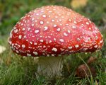 Know Your Remedies: Agaricus Muscarius (Agar.) 2