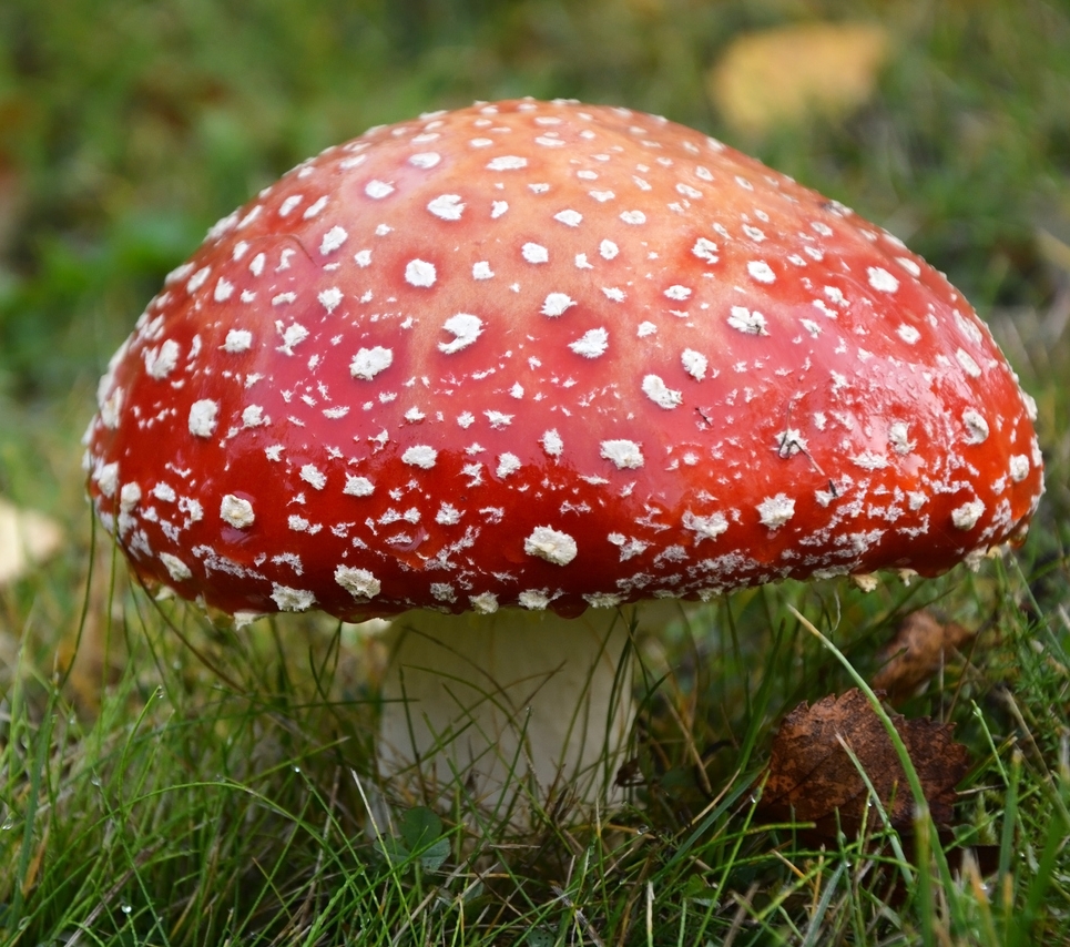 Know Your Remedies: Agaricus Muscarius (Agar.) 4