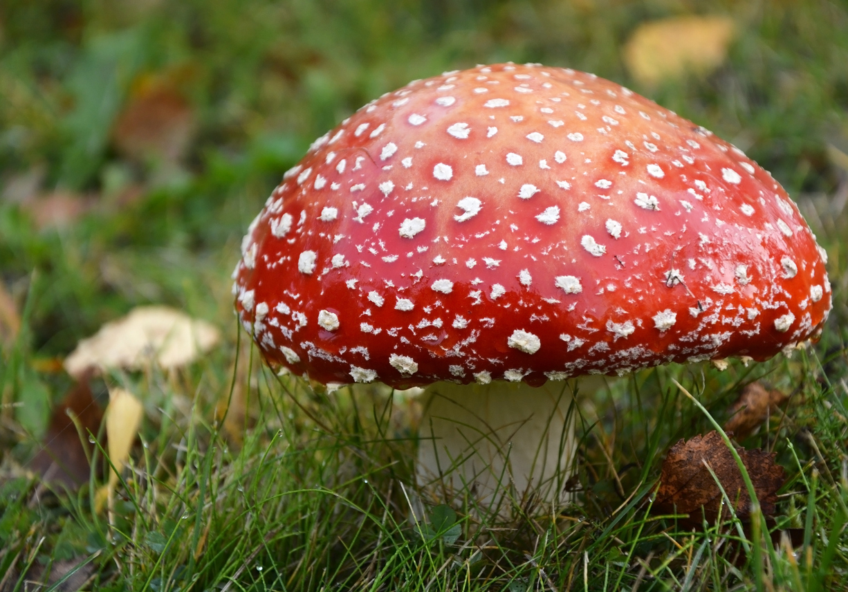Know Your Remedies: Agaricus Muscarius (Agar.) 1