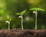 Growing Plants 2 Offer 3: Two Ways to Save on Popular Garden Remedies - Singles or Combos Offer 3: Two Ways to Save on Popular Garden Remedies - Singles or Combos 1