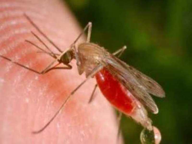Homeopathics and Malaria 2