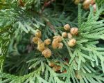 Know Your Remedies: Thuja Occidentalis (Thuj.) 10