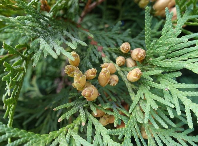 Know Your Remedies: Thuja Occidentalis (Thuj.) 4