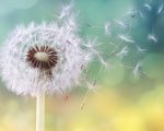 Study: Allergies Improve with Homeopathy 3