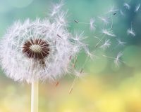 Study: Allergies Improve with Homeopathy 5