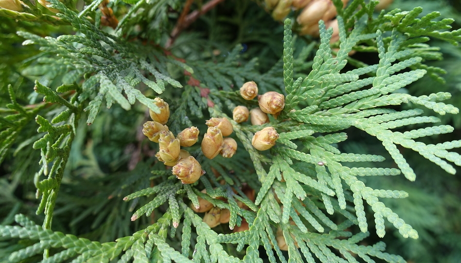Know Your Remedies: Thuja Occidentalis (Thuj.) | Homeopathy Plus