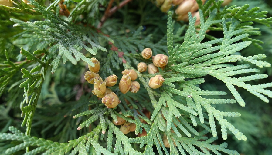 Know Your Remedies: Thuja Occidentalis (Thuj.) 2