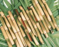Potentised Sugar Cane 4