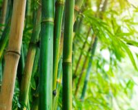 Homeopathic Bamboo 3