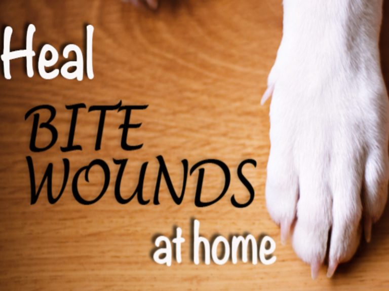 Insect Bites And Stings Homeopathy Plus