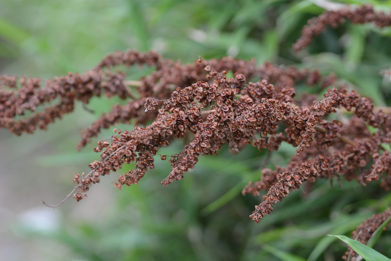 Know Your Remedies: Rumex Crispus (Rumx.) 2