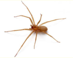 Brown Recluse Spider Remedy 4