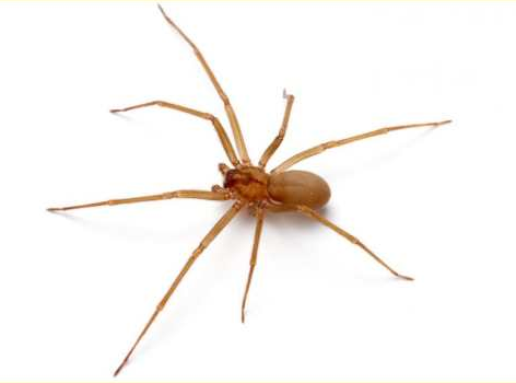 Brown Recluse Spider Remedy 5