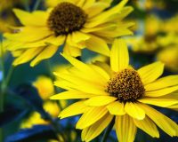 Arnica: A Clinical Snapshot 4