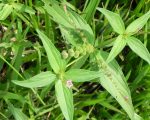 Spigelia NL Know Your Remedies: Spigelia Anthelmia (Spig.) Know Your Remedies: Spigelia Anthelmia (Spig.) 1