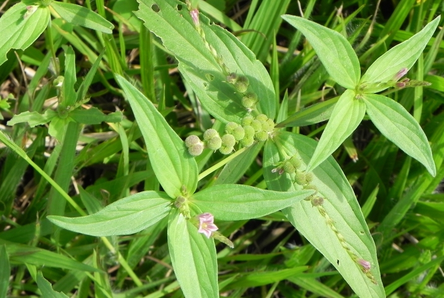 Know Your Remedies: Spigelia Anthelmia (Spig.) 2