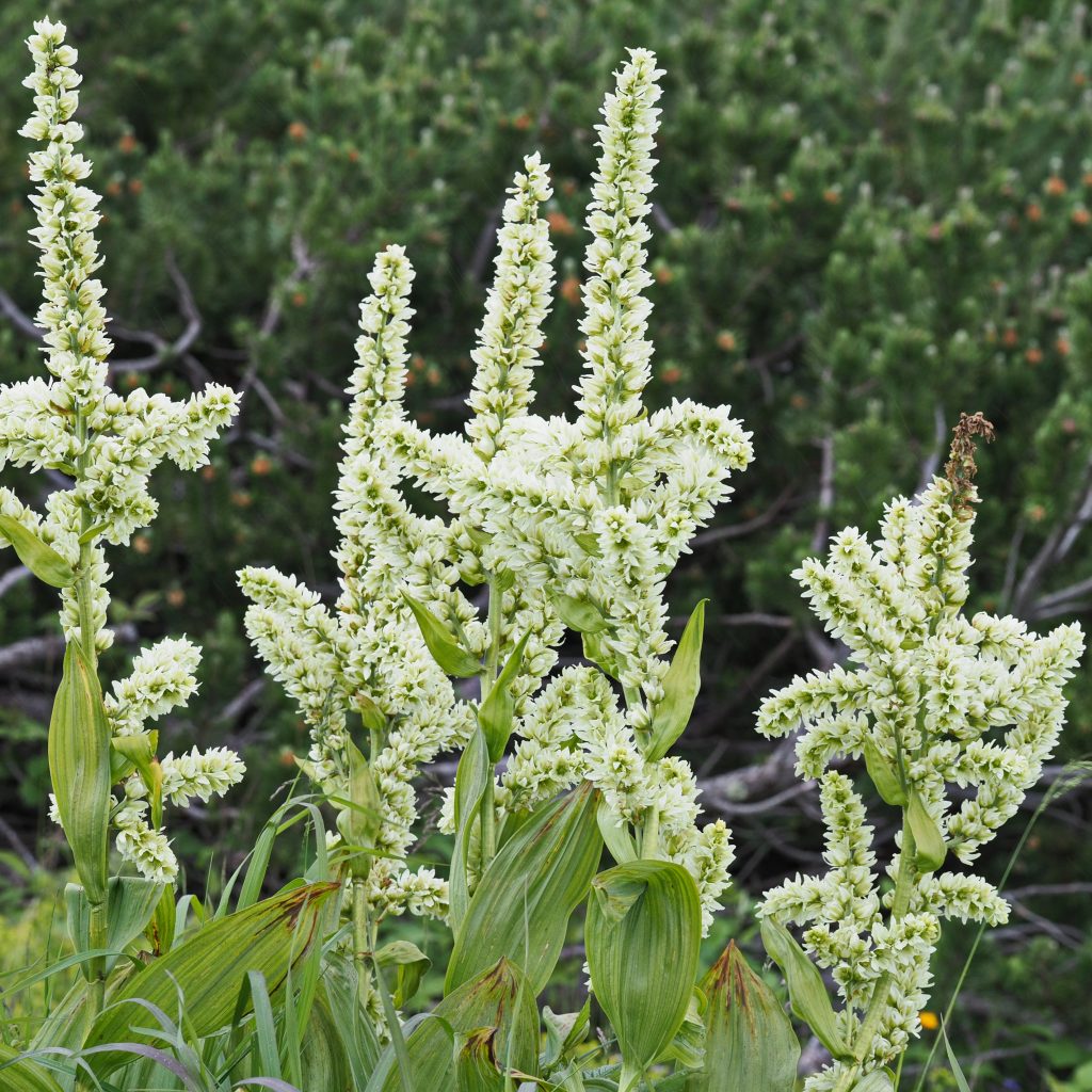 Know Your Remedies: Veratrum Album (Verat.) 4