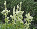 Veratrum album NL Know Your Remedies: Veratrum Album (Verat.) Know Your Remedies: Veratrum Album (Verat.) 1