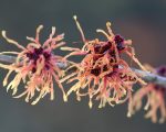 Witch Hazel NL Know Your Remedies: Hamamelis Virginiana (Ham.) Know Your Remedies: Hamamelis Virginiana (Ham.) 1