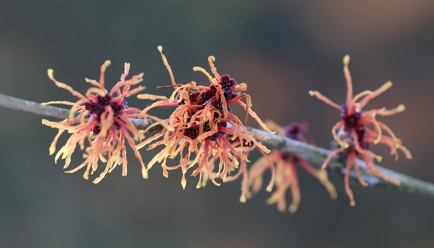 Know Your Remedies: Hamamelis Virginiana (Ham.) 2