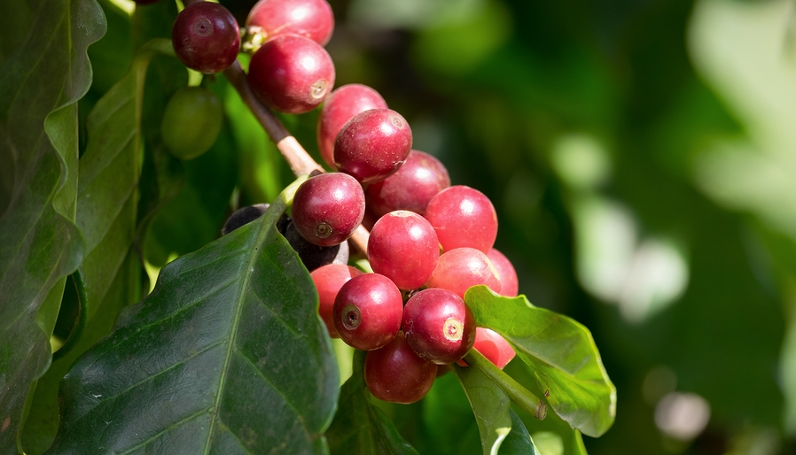 Know Your Remedies: Coffea Cruda (Coff.) 1