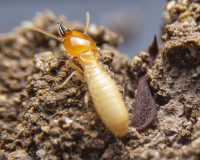 Kaviraj on Fleas, Termites & More 2