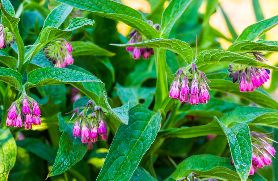 symphytum homeopathy materia medica