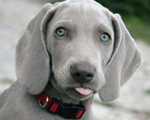Dog Alternate Therapies for Animals Alternate Therapies for Animals 1