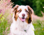 Pets Aussie Pets and Natural Care Aussie Pets and Natural Care 1