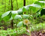 Podophyllum NL 1 Know Your Remedies: Podophyllum Peltatum (Podo.) Know Your Remedies: Podophyllum Peltatum (Podo.) 1