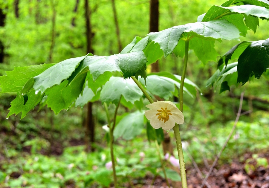 Know Your Remedies: Podophyllum Peltatum (Podo.) 1