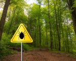 lyme Treating Lyme Disease Naturally Treating Lyme Disease Naturally 1